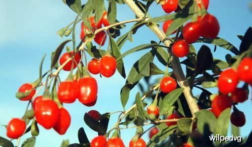 土壤选择，不可小觑