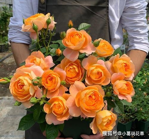 月季花园的新手指南：挑选那些美丽好养的花儿们