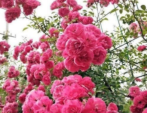 红木香花如何种植？适合哪些土壤和光照