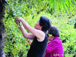 园林绿化中的农药残留