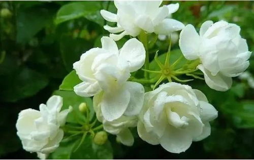 双色茉莉花浇水宜适量，忌积水