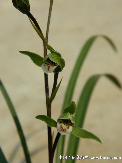 寒兰开花后的养护之道
