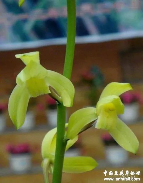 八、兰花的光照需求