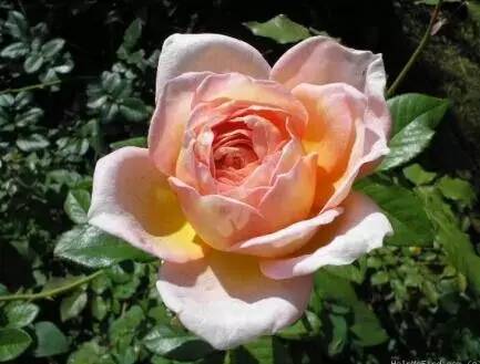 金边玫瑰：小巧玲珑的茶香宝贝