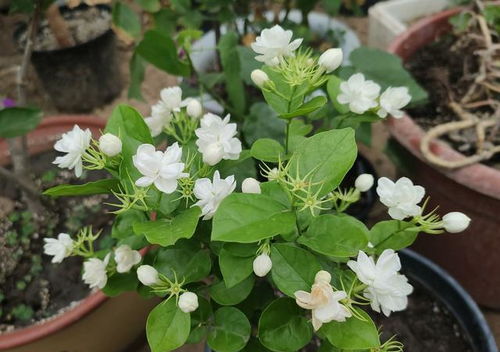 光照不足， 紫藤的“阳光少年”