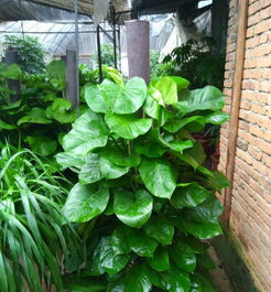 葫芦岛盆栽花草批发,销售好帮手!