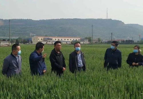 市农业农村局督导调研， 指导防治工作