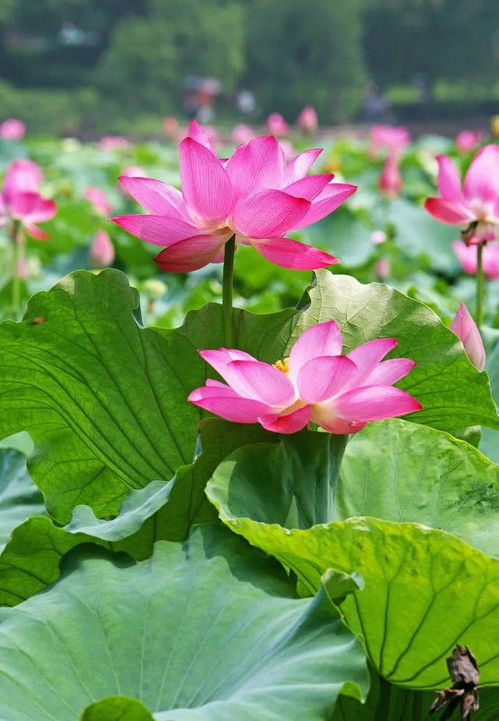 荷花花瓣的文化内涵