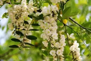 5月槐花盛宴，高清赏花必备！
