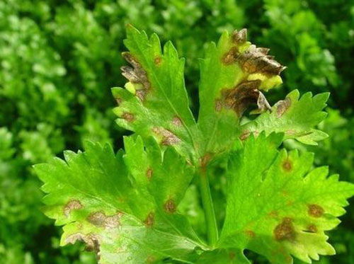 芹菜种植除草剂的使用方法解析