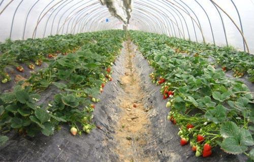 草莓无土种植养护攻略中，如何避免草莓在无土栽培过程中出现黄叶现象