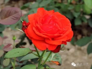 香云月季， 浓香品种