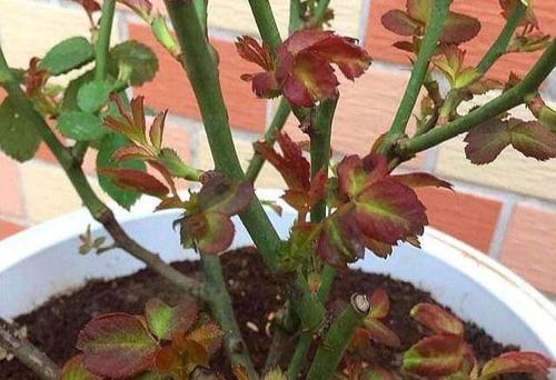 2. 剪掉多余的枝