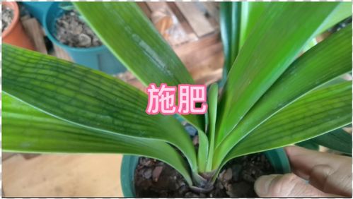 君子兰缺肥？一招辨好坏！