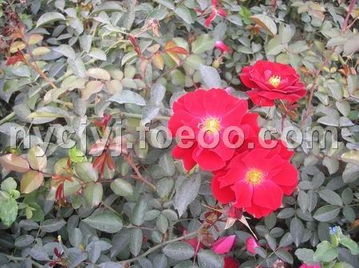 皇家巴西诺月季:耐寒的深红系佳品