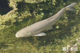 如何准确区分长期吃饲料的草鱼和自然吃草的草鱼，从外观和习性上判断？