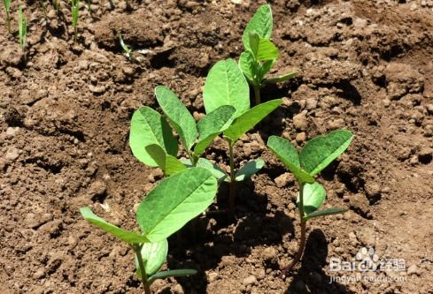 黑豆在哪个季节种植最适宜？