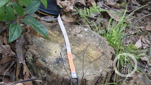 9. 大松树在园林中的用途