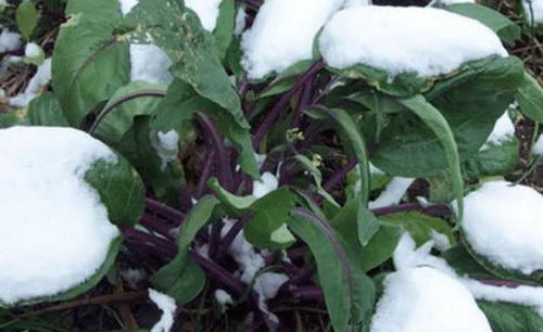 冬天也嫩堪到的绿意