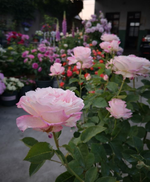 月季三种促芽方法， 15天枝丫长满盆!