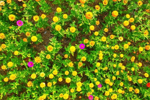 6. 硫华菊（金黄花海制造机）