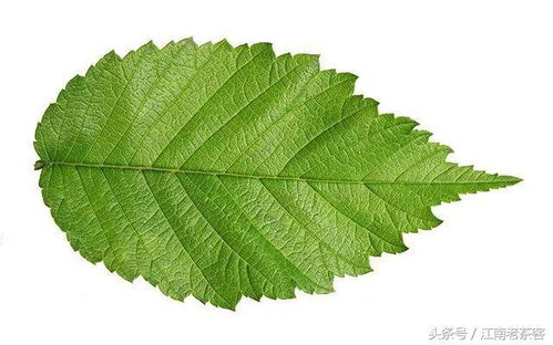 梧桐叶形状独特，边缘锯齿状