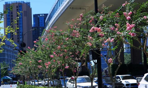 南京园林局测试发现：山桃草净化空气