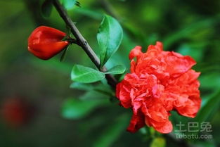 月季石榴的花期是多久?