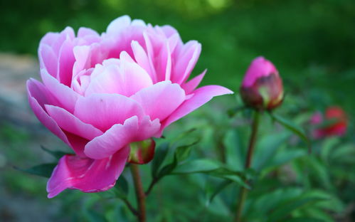 互动话题：你见过哪些惊艳的花坛设计？