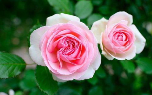 海洋之歌月季， 一场美丽的邂逅