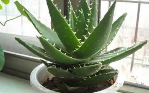 一、 家养花卉大全：Zui好养的阳台花草