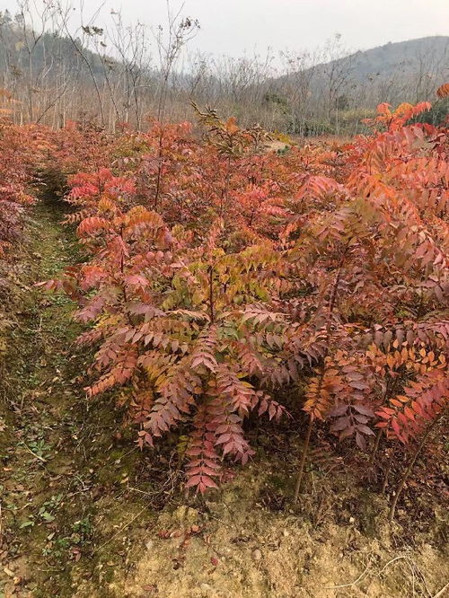 丹参种子培育的神秘之旅