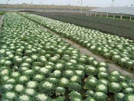 四川盆栽花卉交易信息