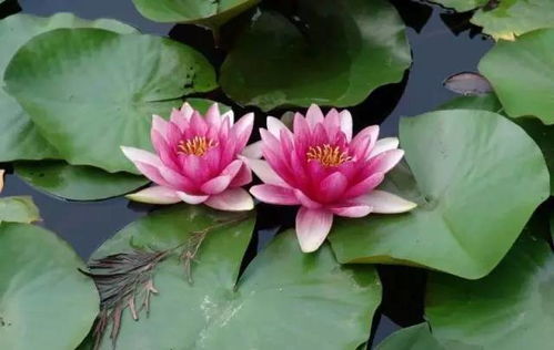 子持白莲养护秘籍，花开爆红养植宝典