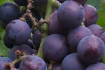 二、修剪依据，产量是关键