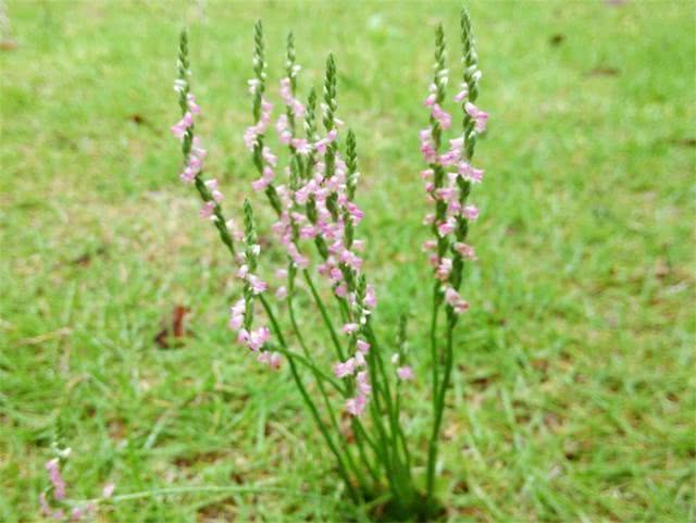 马鞭草：优雅的紫色花序