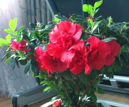 西洋杜鹃的生长高度