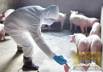 小型猪场疫苗滥用，潜在危害你了解多少