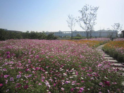格桑花盛夏绽放