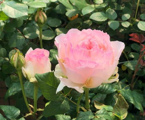 贝罗利娜月季的花期探秘