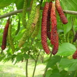 秋季种植， 收获满满