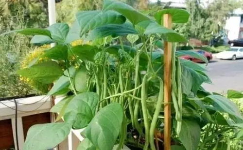 楼层隔热小窍门， 蔬菜种植新天地