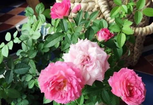 月季的香味：选择你喜欢的