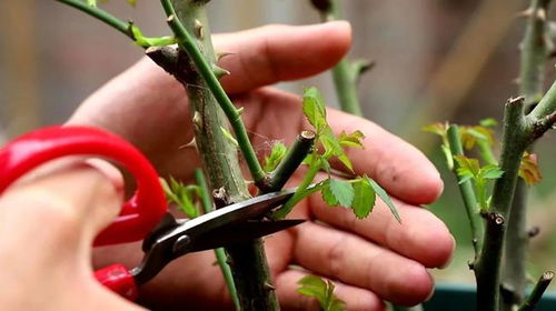 疏叶方法， 从内到外