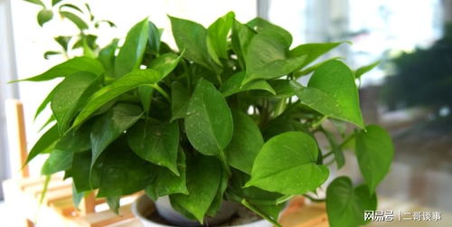 处理插枝的方法