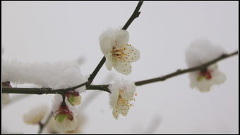 三、 光照管理，就像晒太阳一样，适量就好