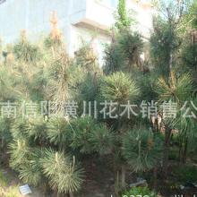 白皮松的价格，那也是一景