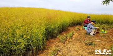 四月份重庆山上柴胡的踪迹
