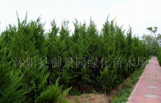 柏子价格的影响因素