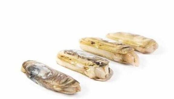 低温保存， 蛏子的保质期延长